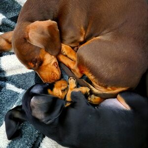 Meet your Posher, Bella and Izzie